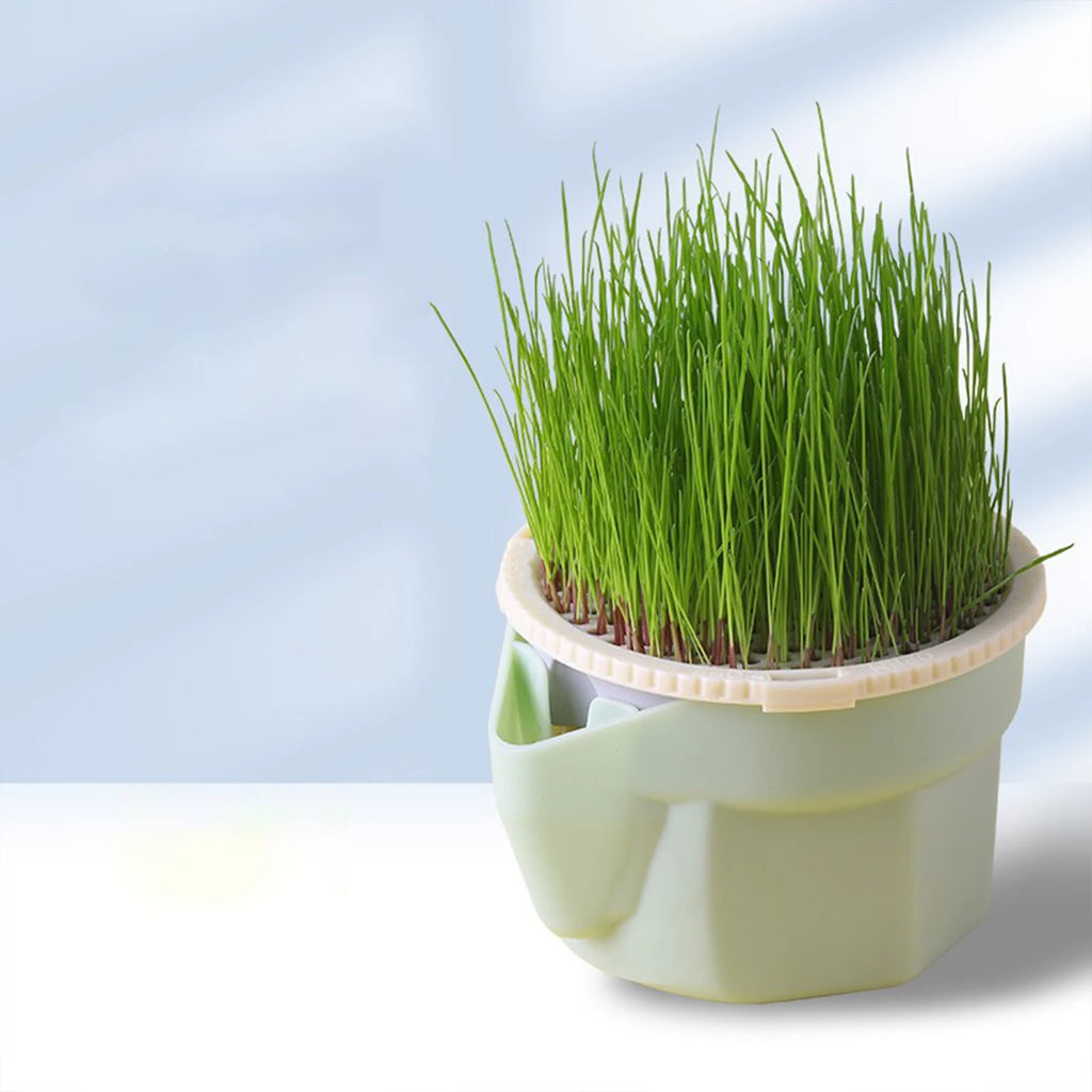Copo para Plantio de Grama de Gato
