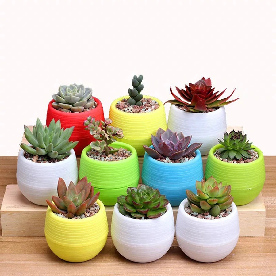 Kit Mini Vasos para 
Suculentas com Drenagem