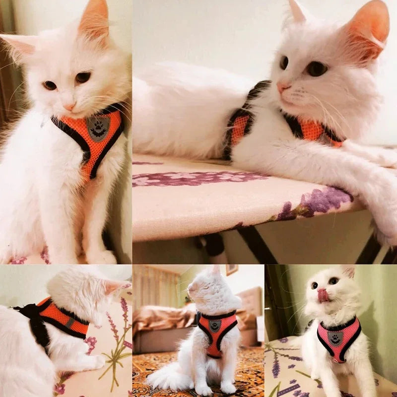 Arnês para Gato com Coleira de Passeio