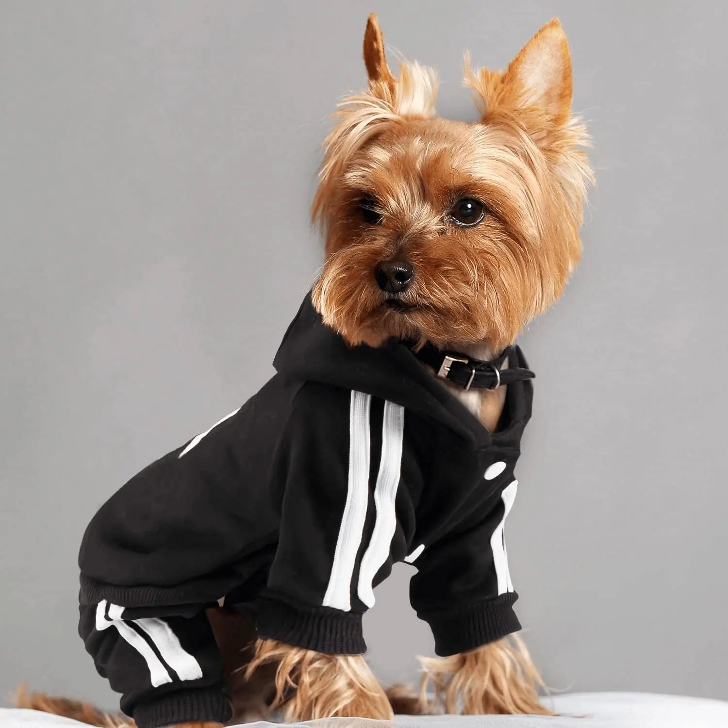 Moletom Clássico para Cães