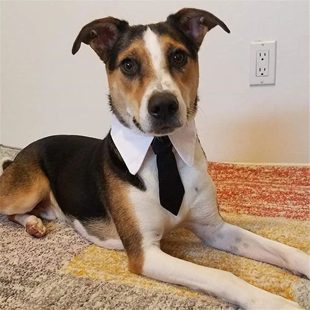 Gravata para pets