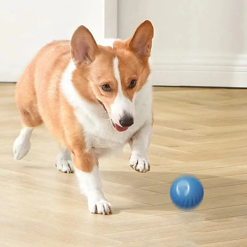 Bola que se Move Sozinha para Pets