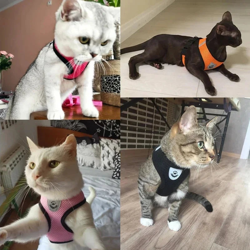 Arnês para Gato com Coleira de Passeio