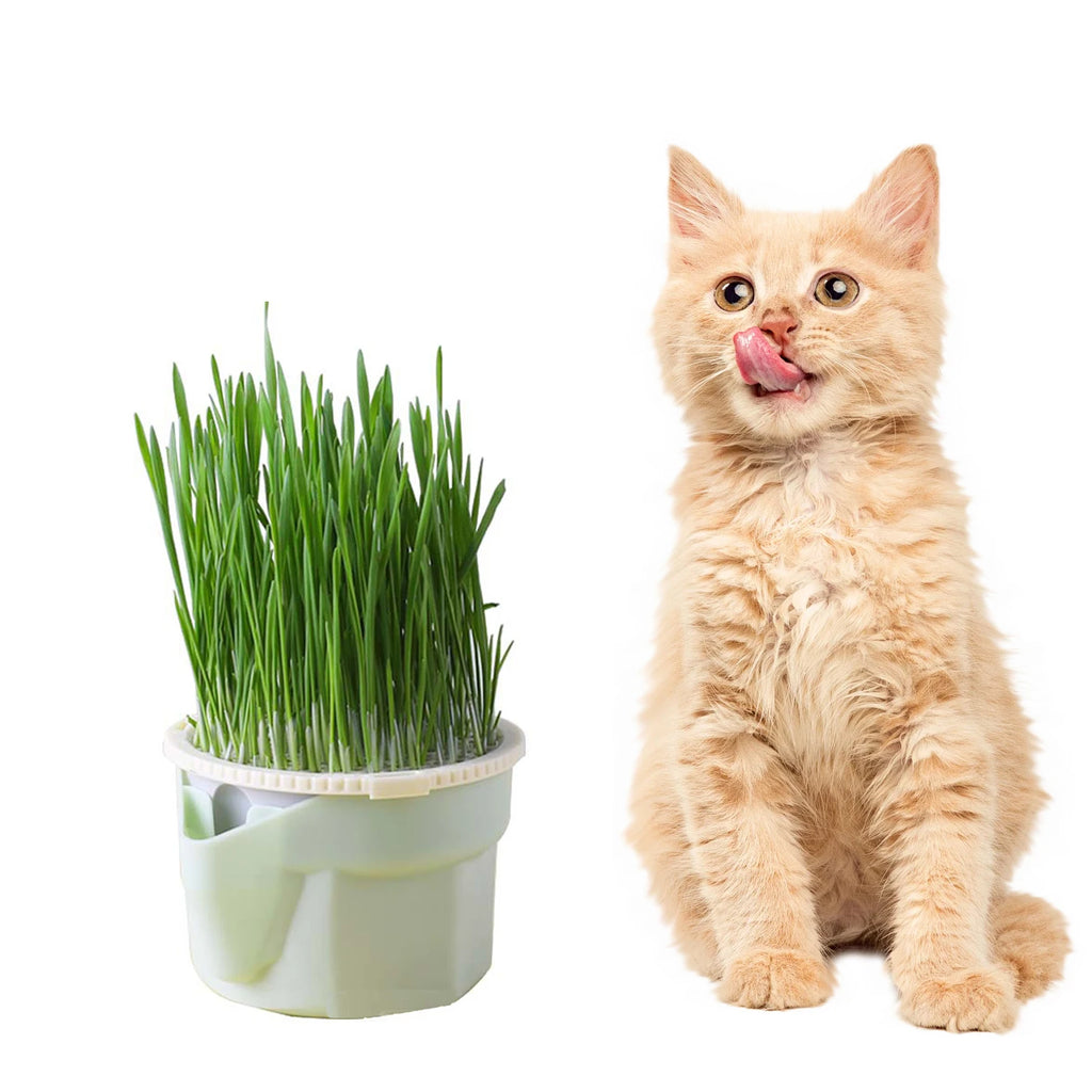 Copo para Plantio de Grama de Gato